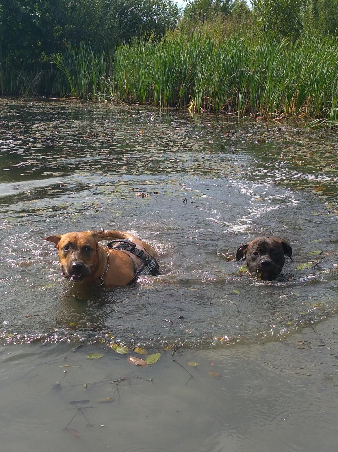 Staffordshire bull terrier Anton billede 10