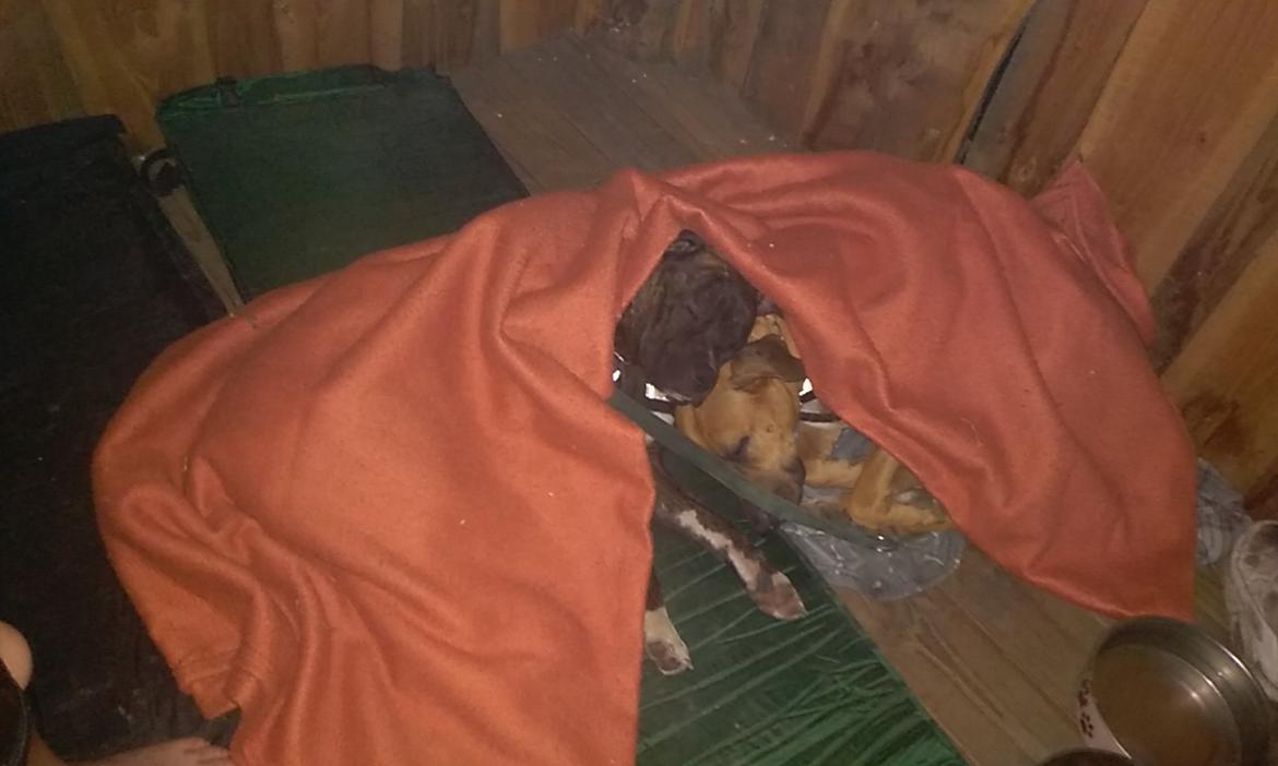 Staffordshire bull terrier Anton billede 11