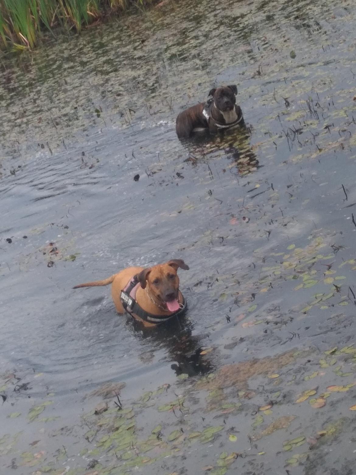 Staffordshire bull terrier Anton billede 13