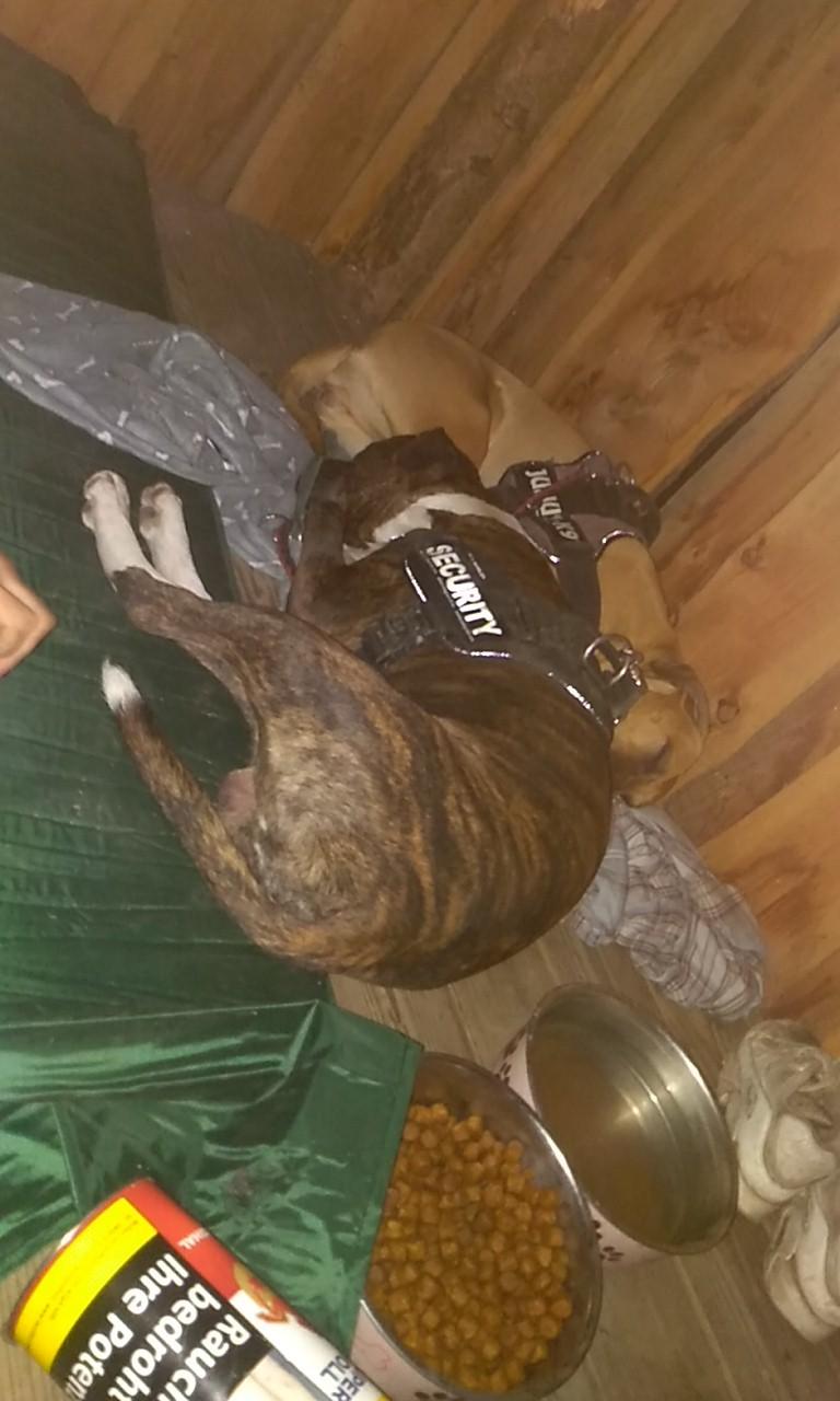 Staffordshire bull terrier Anton billede 12