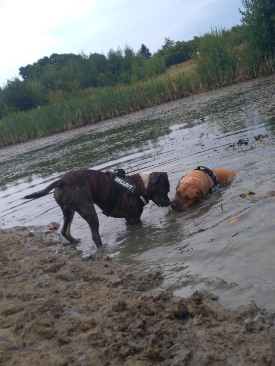 Staffordshire bull terrier Anton billede 14