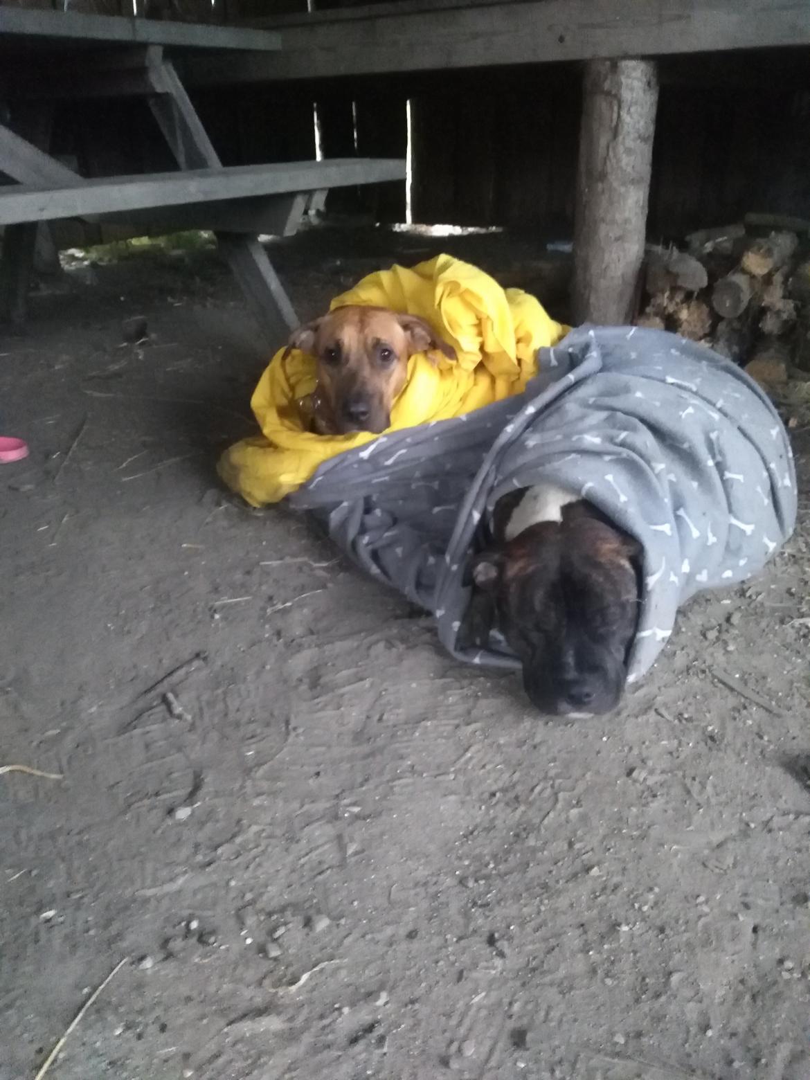 Staffordshire bull terrier Anton billede 16