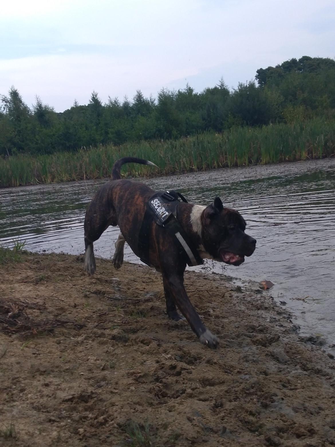 Staffordshire bull terrier Anton billede 15