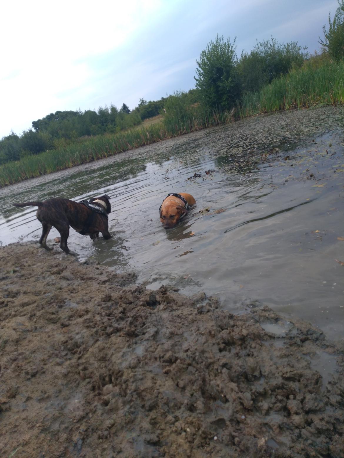 Staffordshire bull terrier Anton billede 17