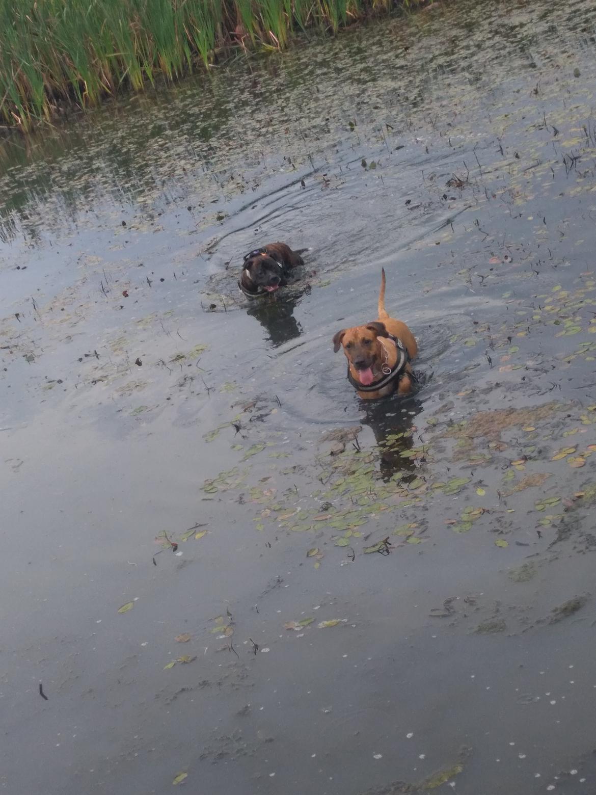 Staffordshire bull terrier Anton billede 18