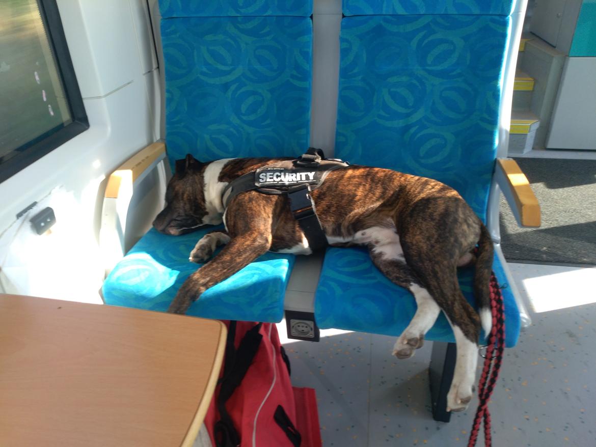 Staffordshire bull terrier Anton billede 19