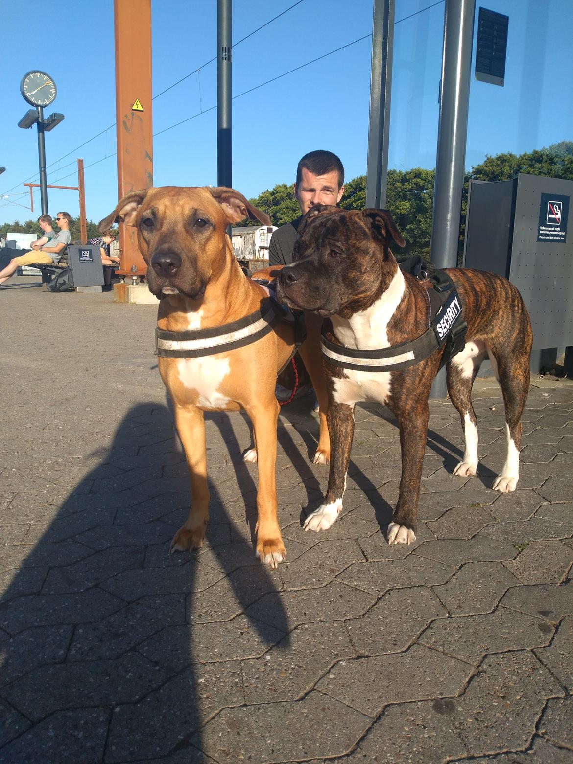 Staffordshire bull terrier Anton billede 20