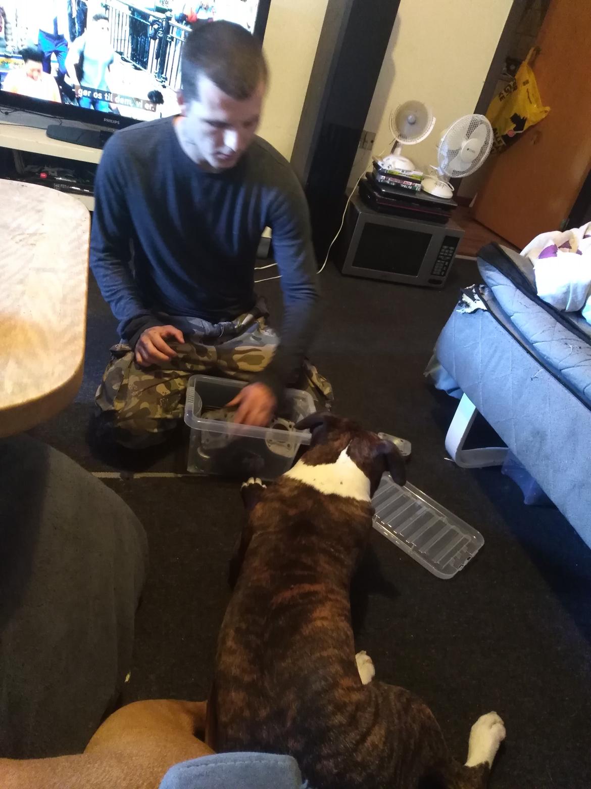 Staffordshire bull terrier Anton billede 21