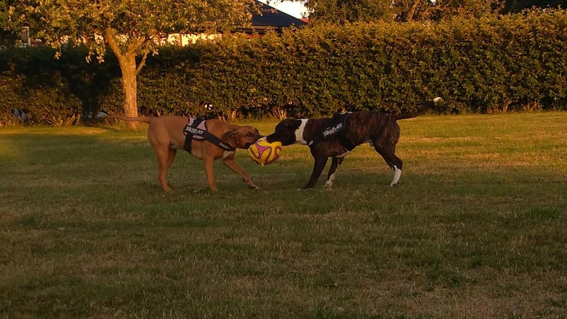 Staffordshire bull terrier Anton billede 23