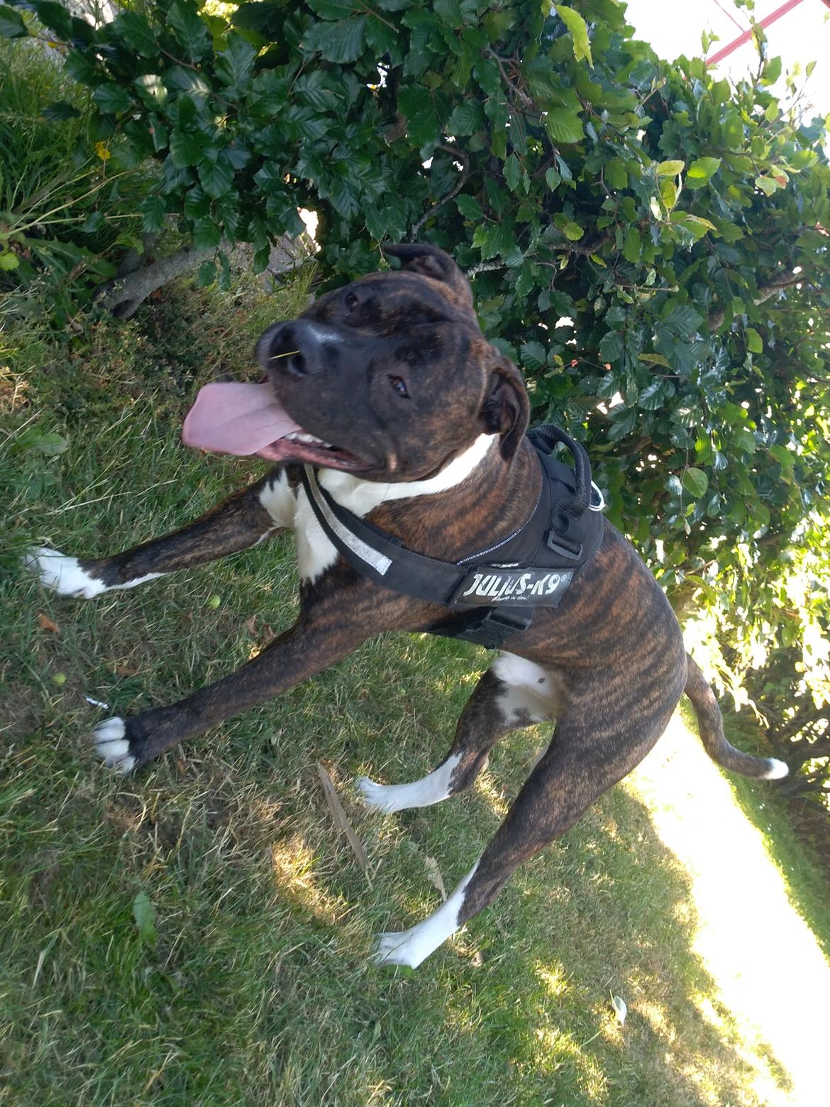 Staffordshire bull terrier Anton billede 24