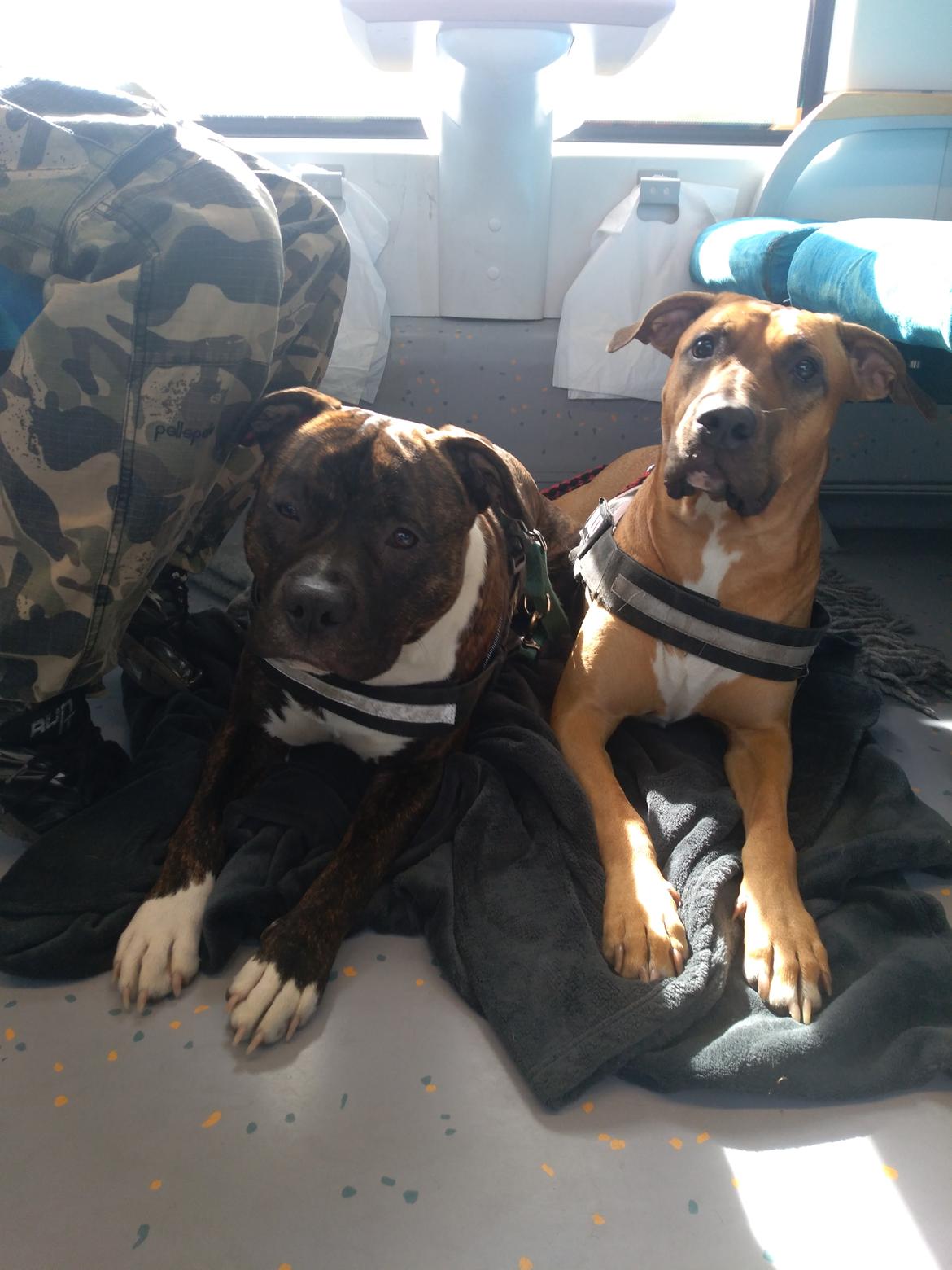 Staffordshire bull terrier Anton billede 22