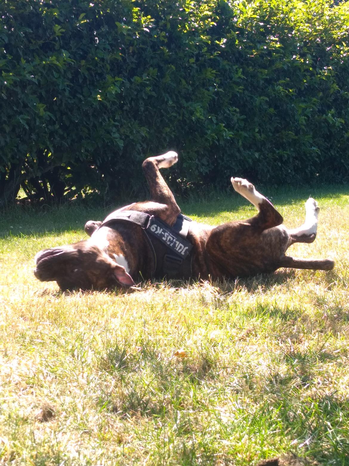 Staffordshire bull terrier Anton billede 25