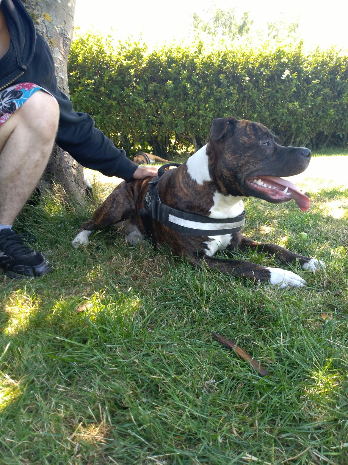 Staffordshire bull terrier Anton billede 26