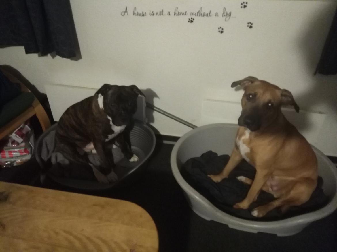 Staffordshire bull terrier Anton billede 27