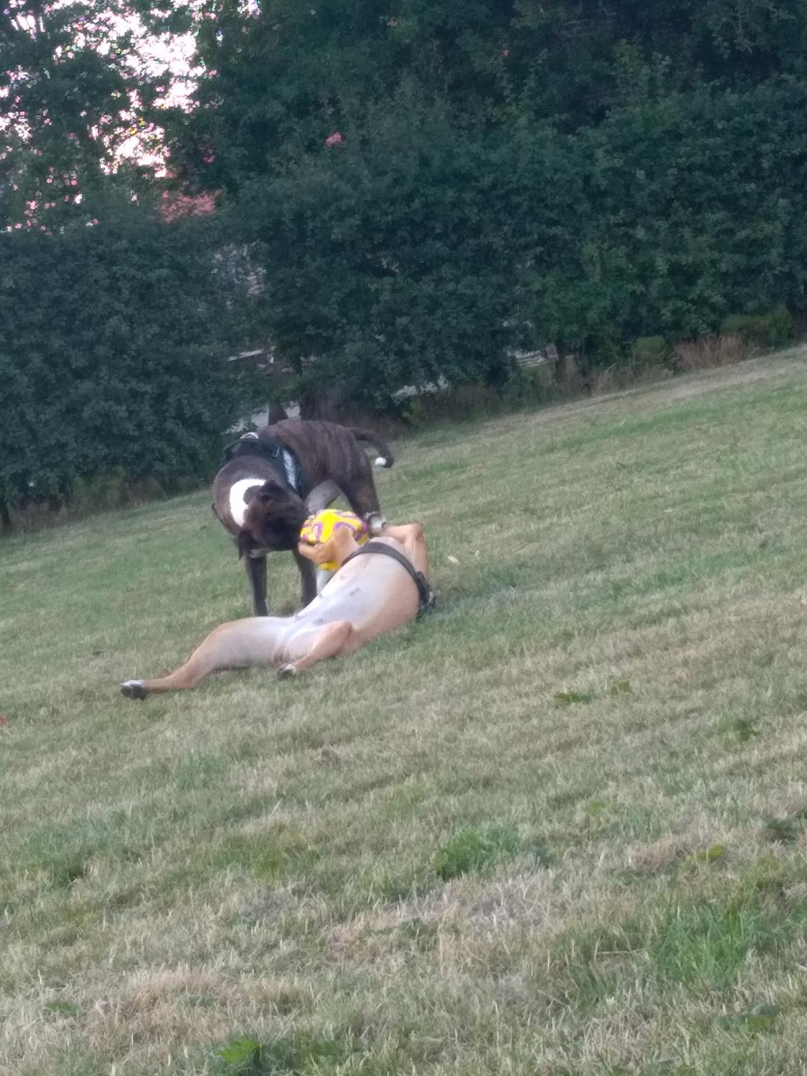 Staffordshire bull terrier Anton billede 28