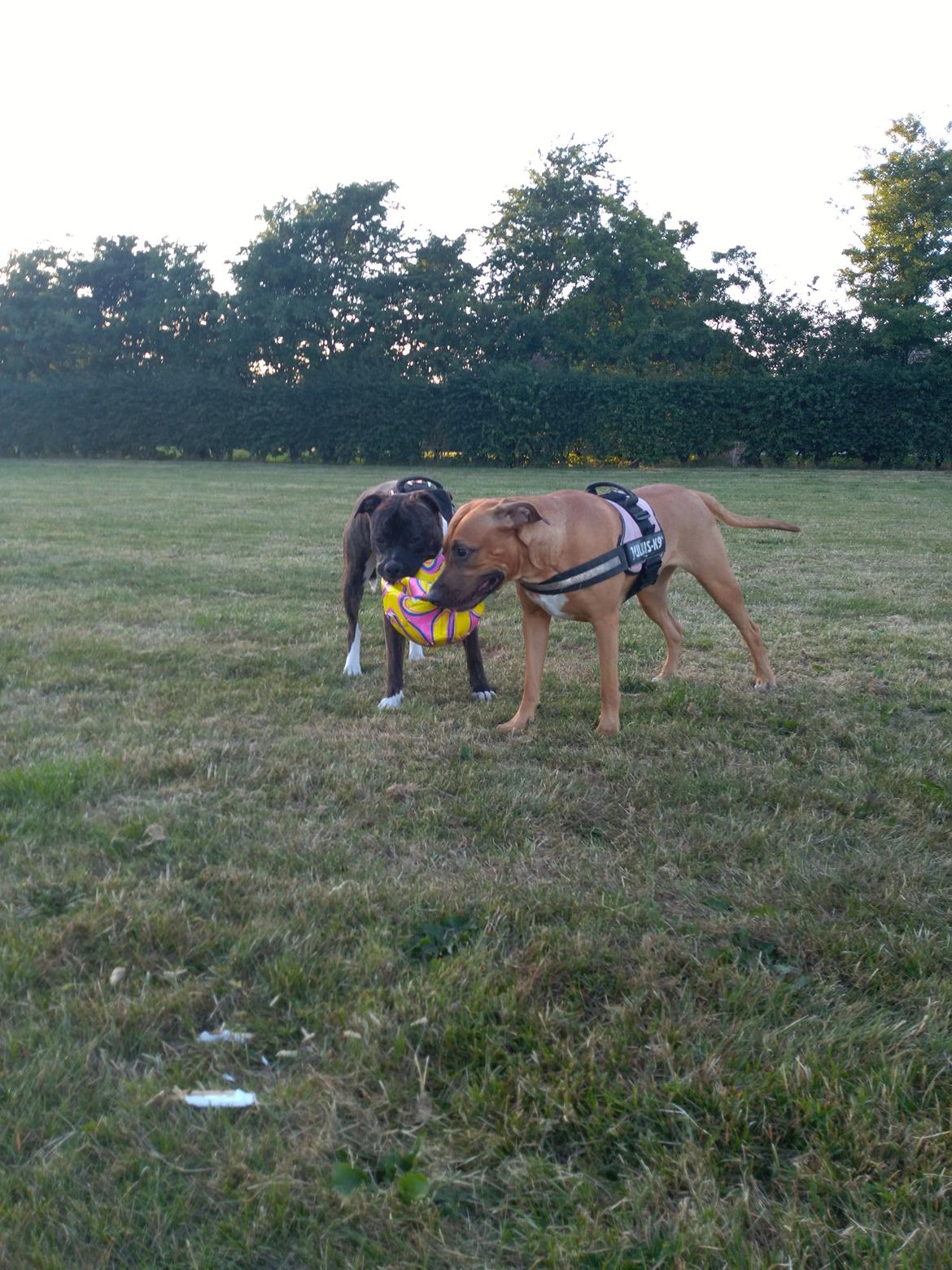 Staffordshire bull terrier Anton billede 29