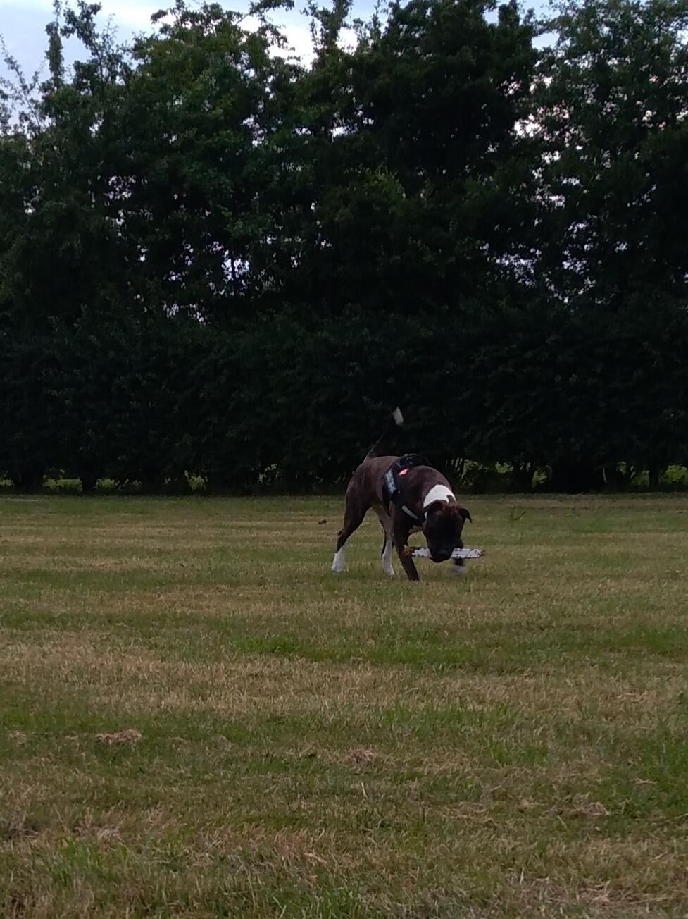 Staffordshire bull terrier Anton billede 31