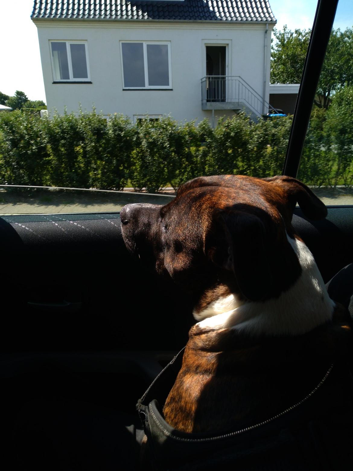 Staffordshire bull terrier Anton billede 30