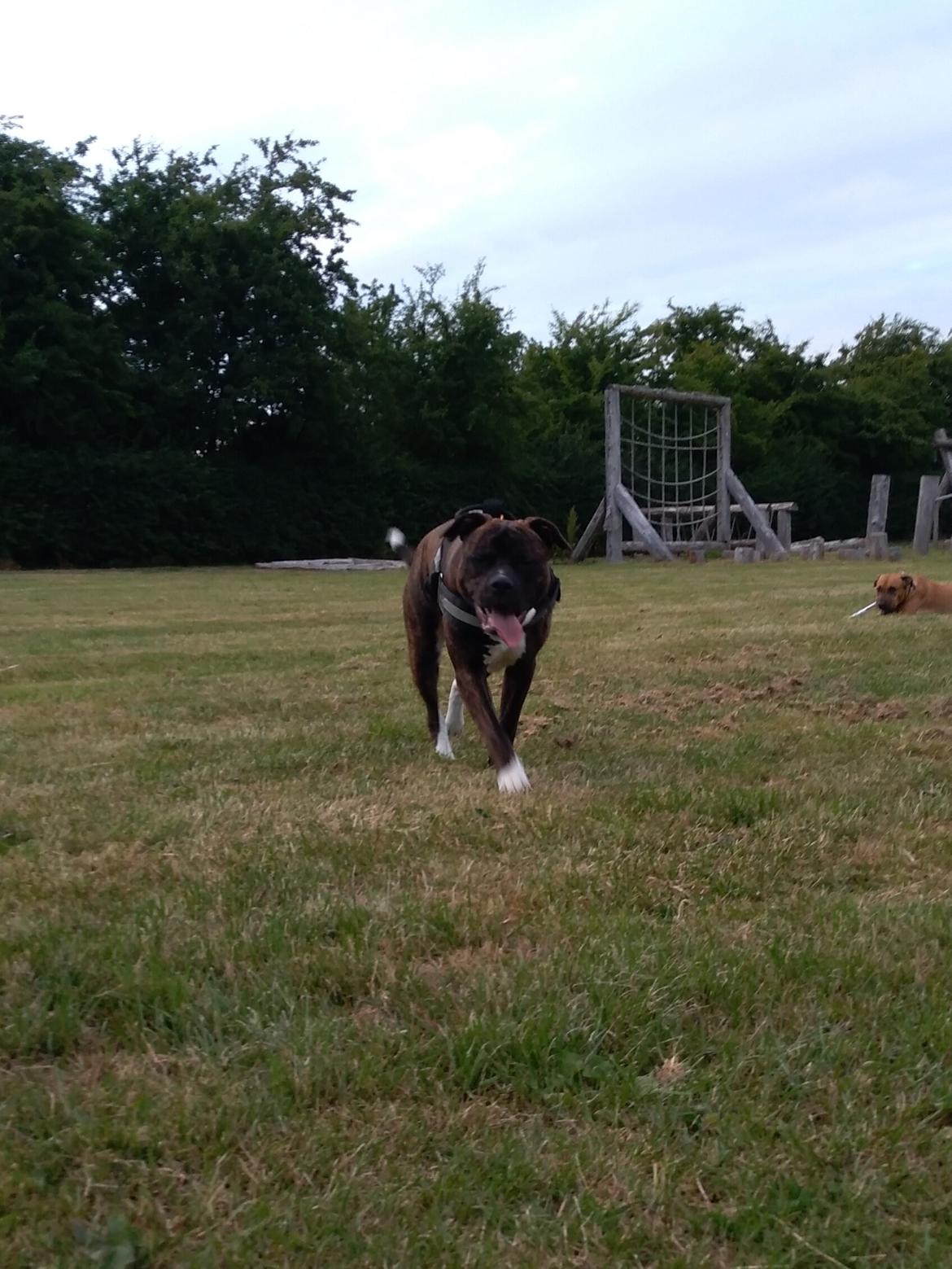 Staffordshire bull terrier Anton billede 32