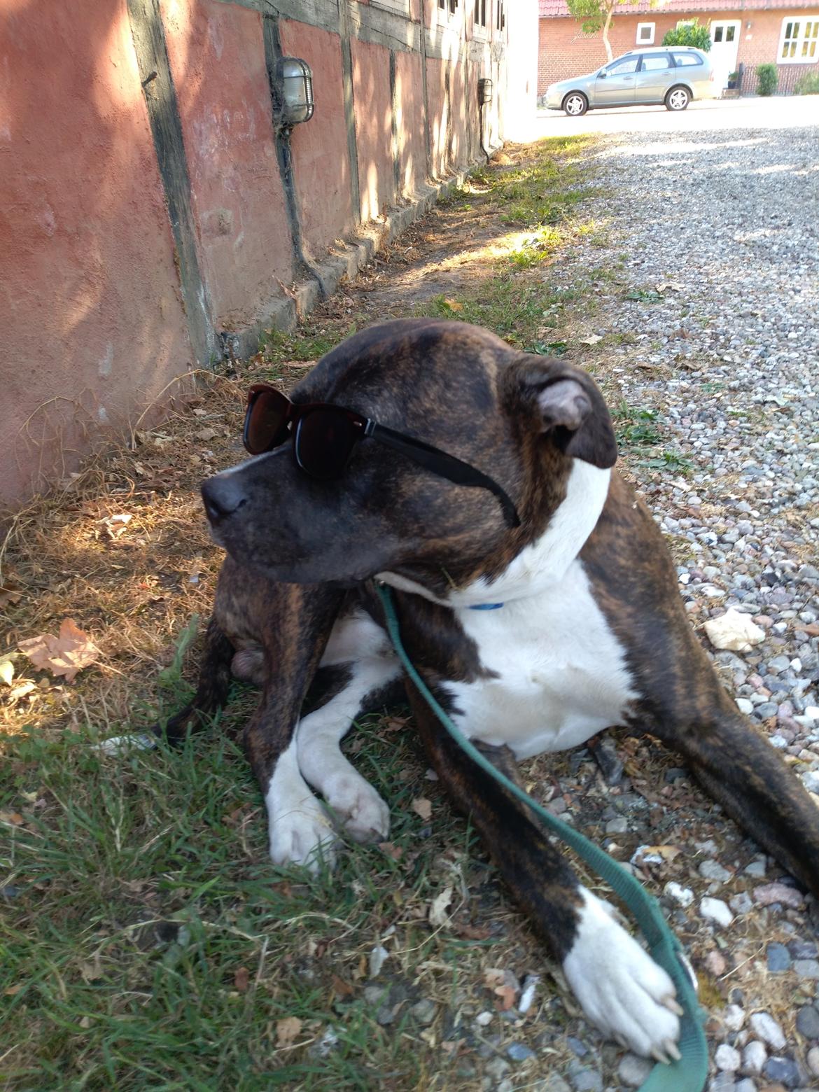 Staffordshire bull terrier Anton billede 7