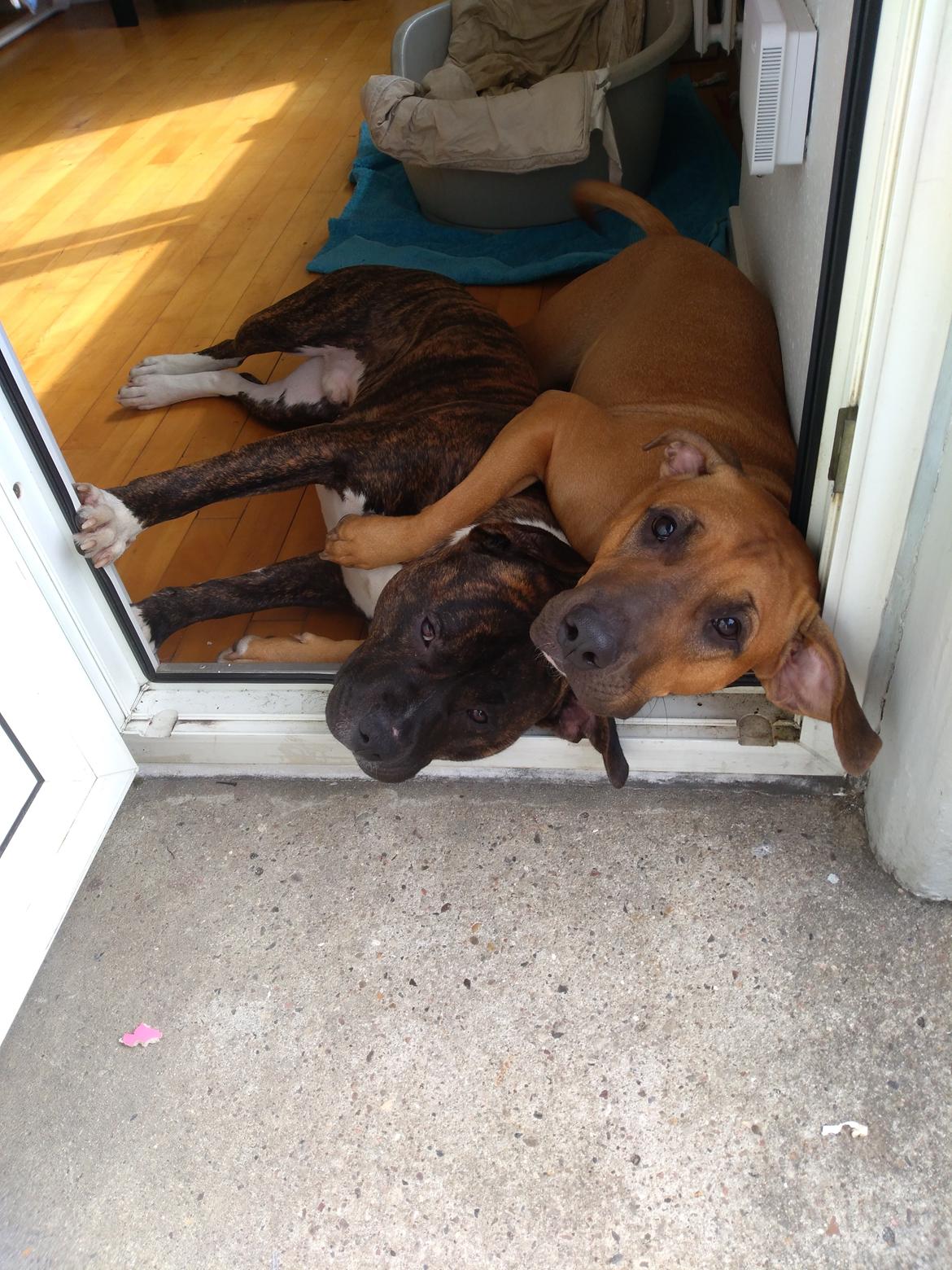 Staffordshire bull terrier Anton billede 1