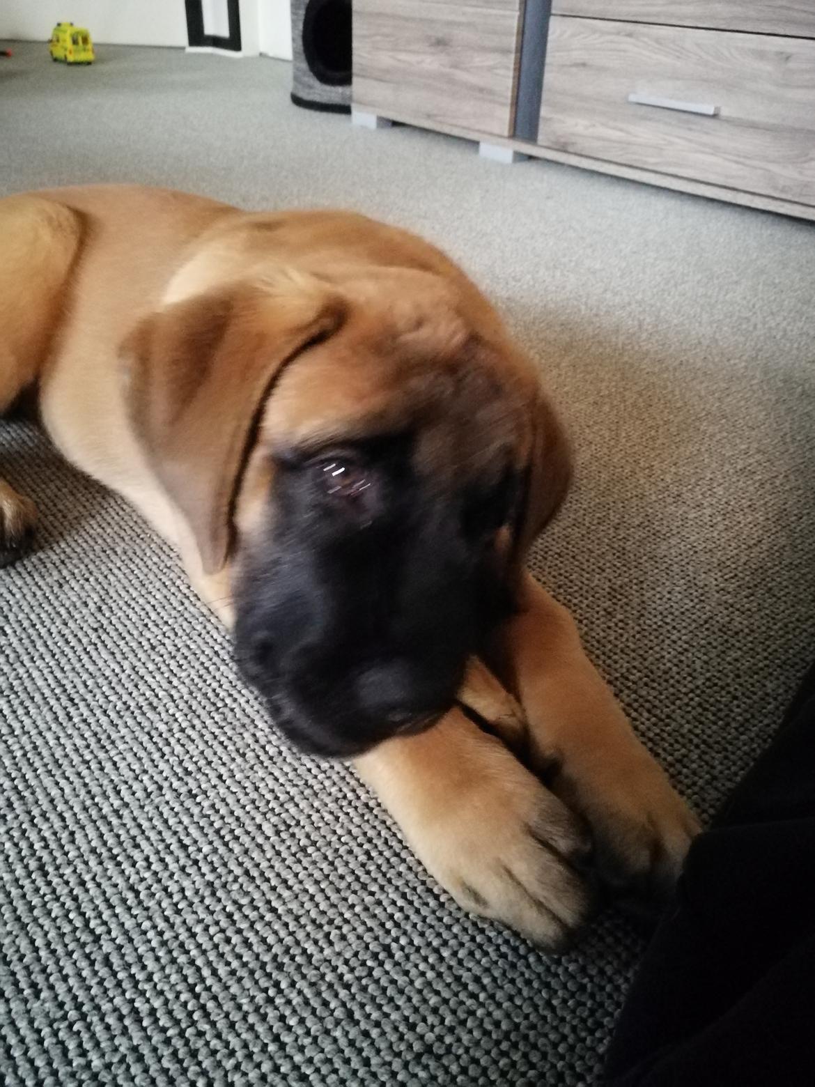 Mastiff Hugedogges Kornelia aka Sif billede 1