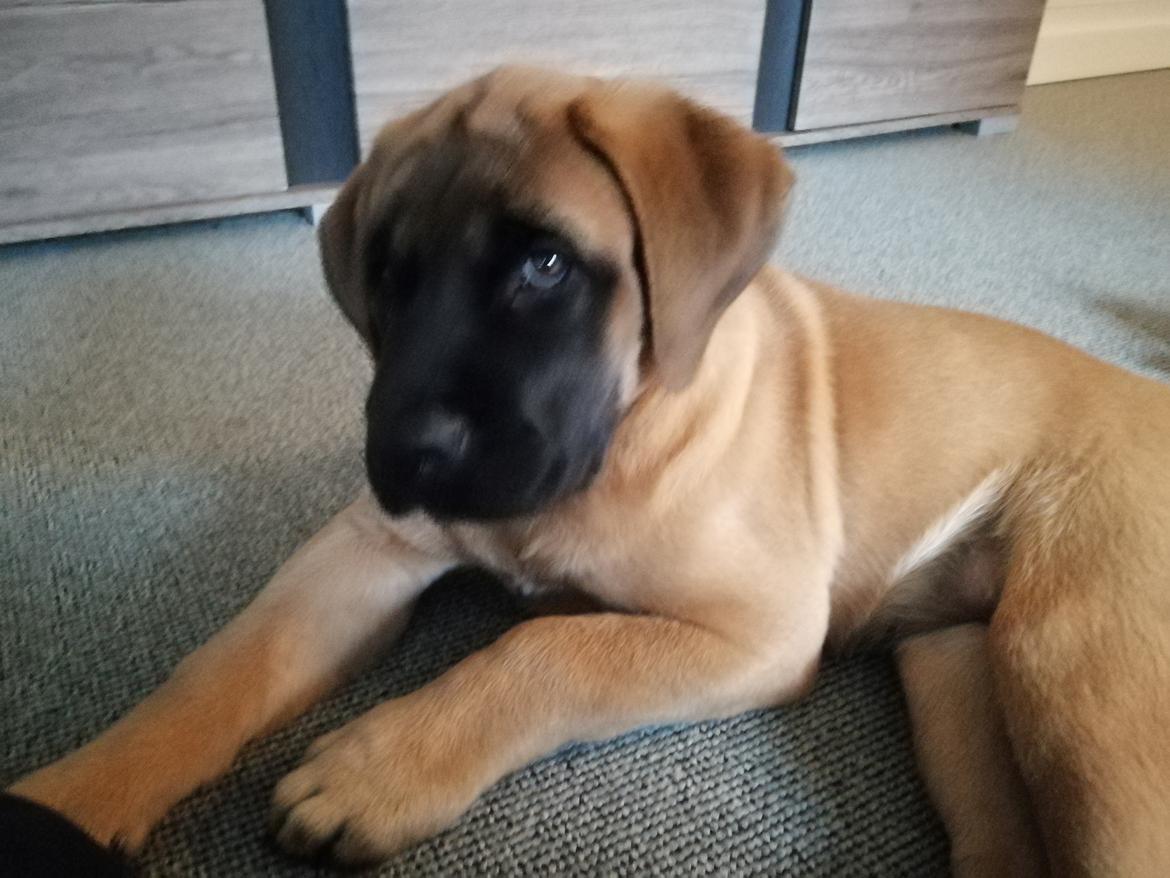 Mastiff Hugedogges Kornelia aka Sif billede 3