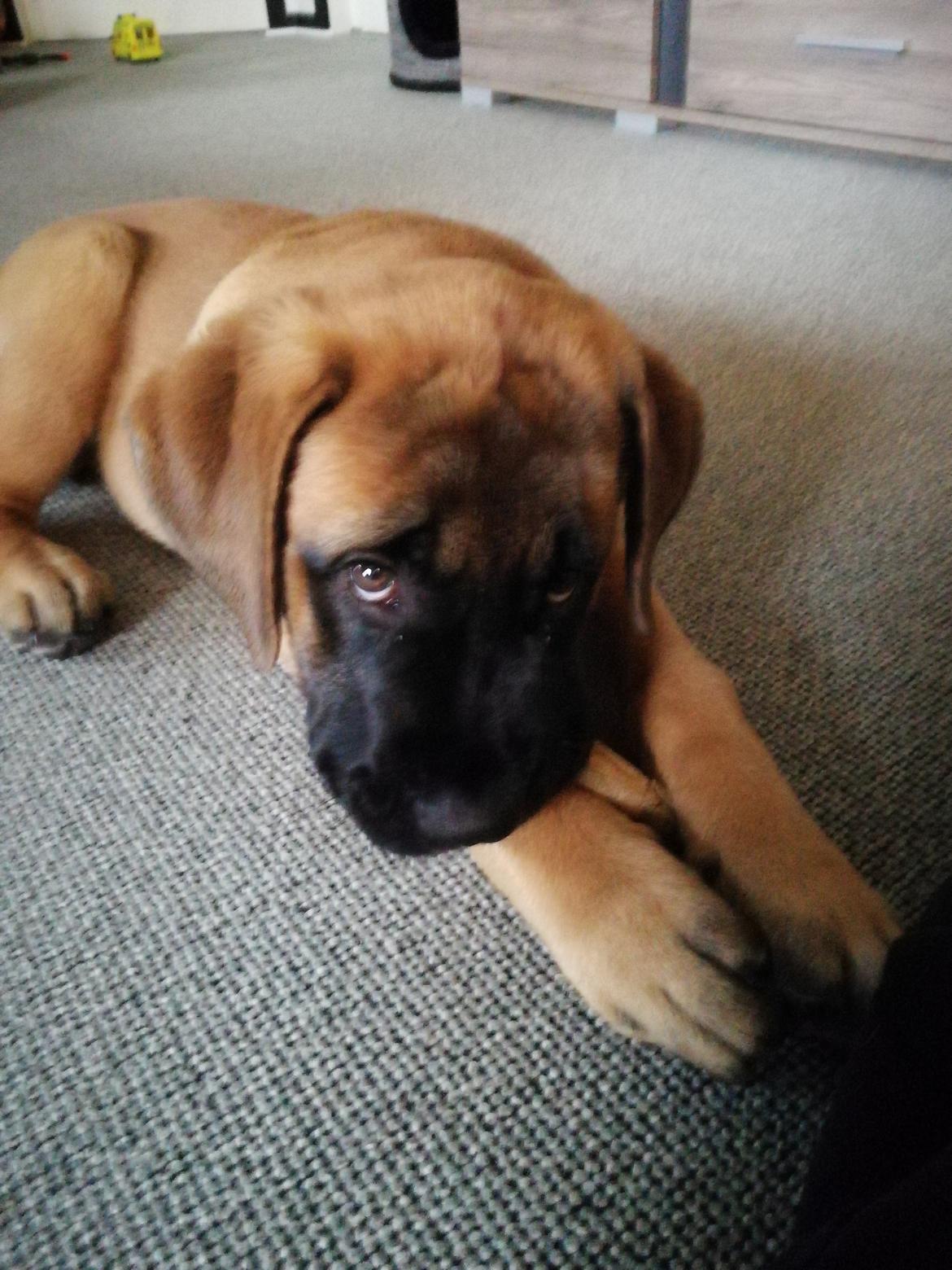 Mastiff Hugedogges Kornelia aka Sif billede 2