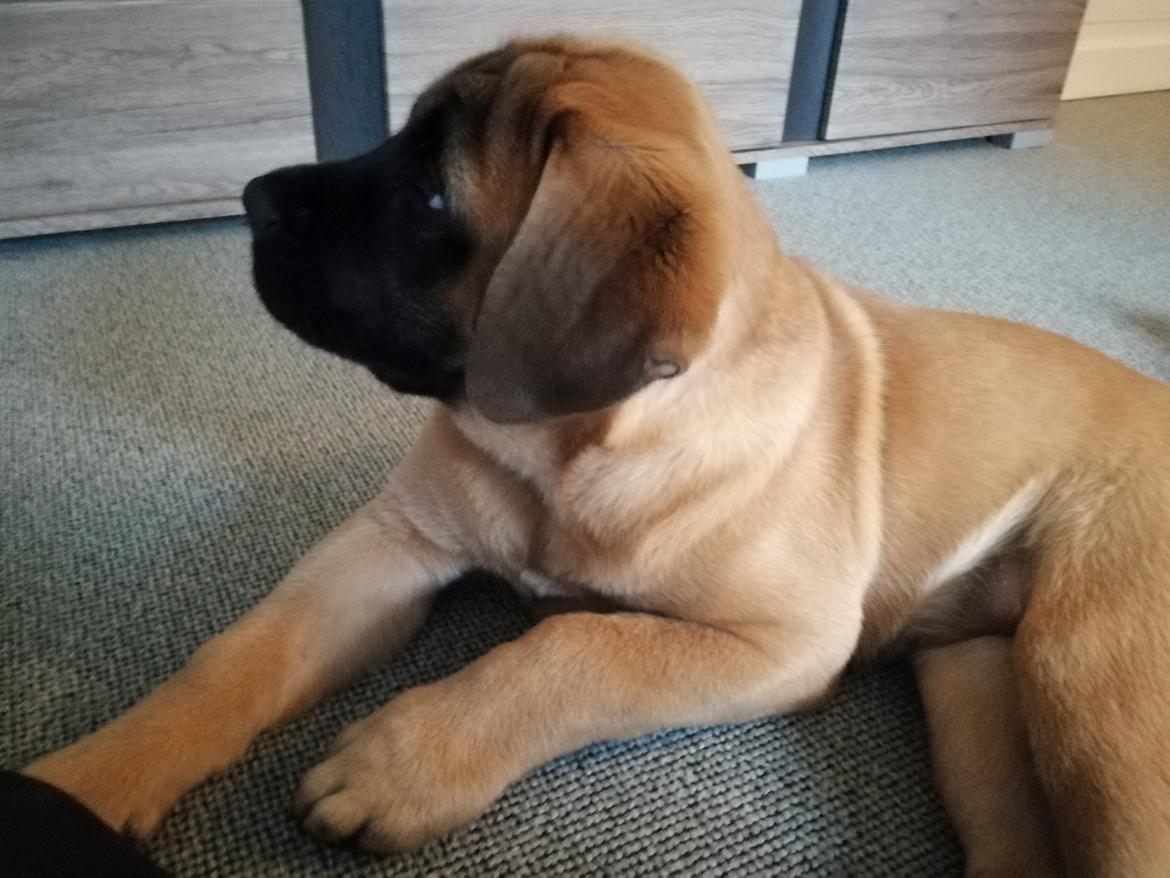 Mastiff Hugedogges Kornelia aka Sif billede 4