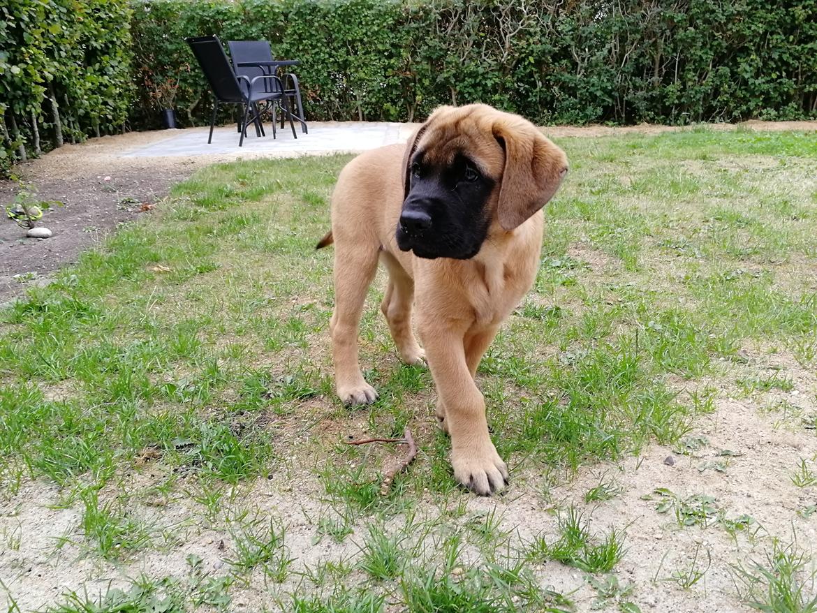 Mastiff Hugedogges Kornelia aka Sif billede 8