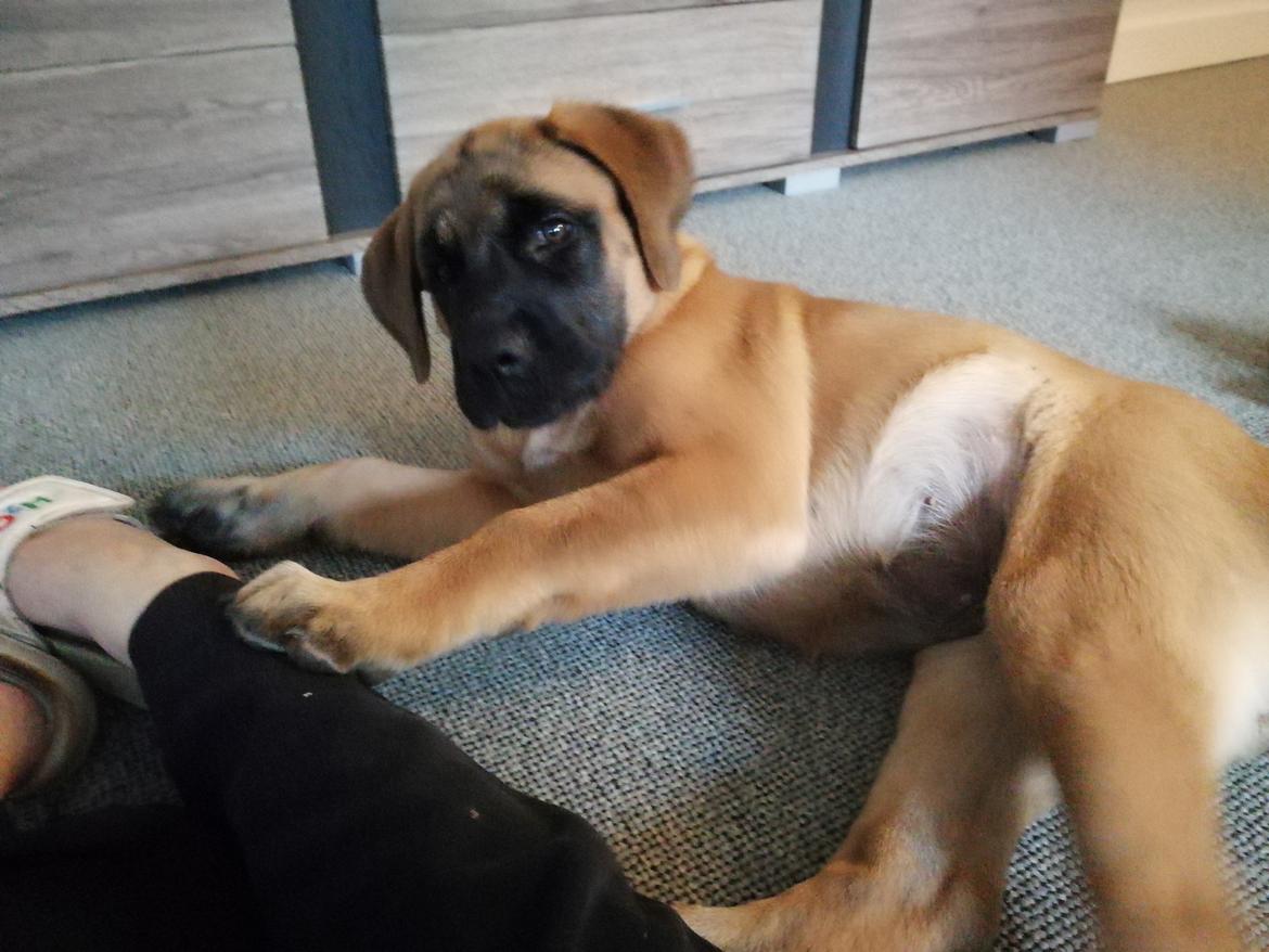 Mastiff Hugedogges Kornelia aka Sif billede 6