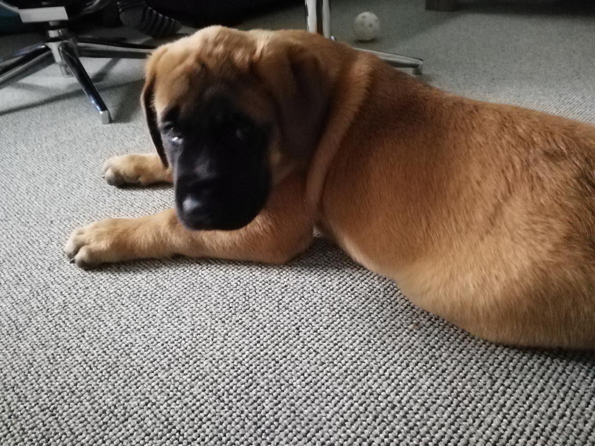 Mastiff Hugedogges Kornelia aka Sif billede 12