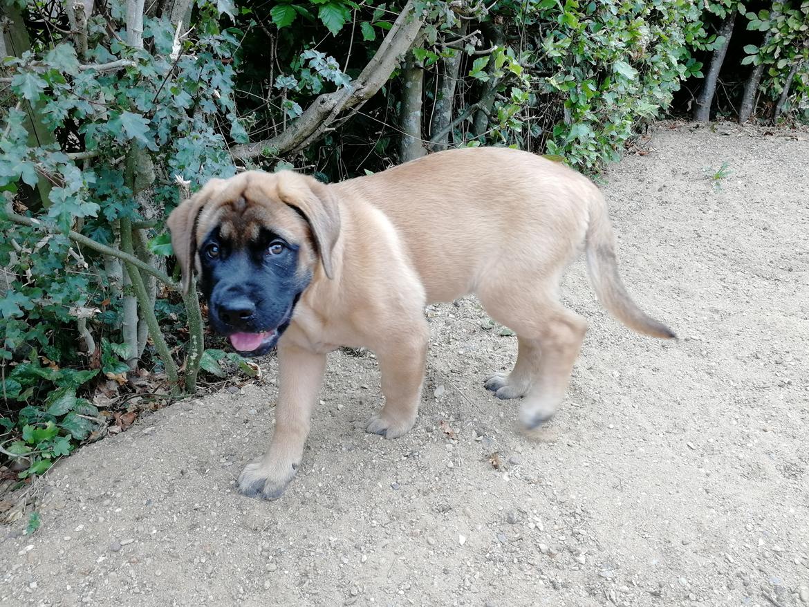 Mastiff Hugedogges Kornelia aka Sif billede 14