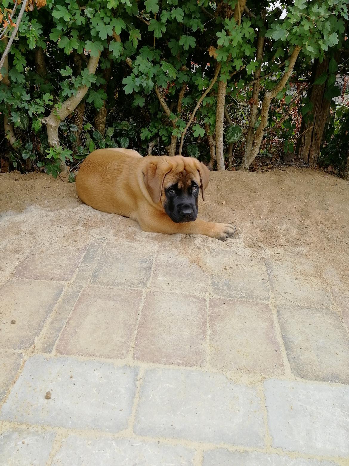 Mastiff Hugedogges Kornelia aka Sif billede 15