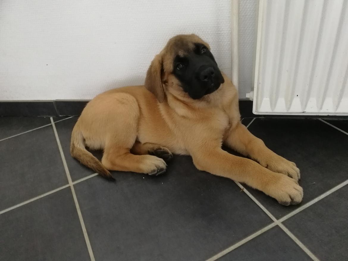 Mastiff Hugedogges Kornelia aka Sif billede 19