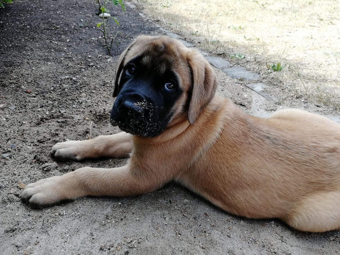 Mastiff Hugedogges Kornelia aka Sif billede 21