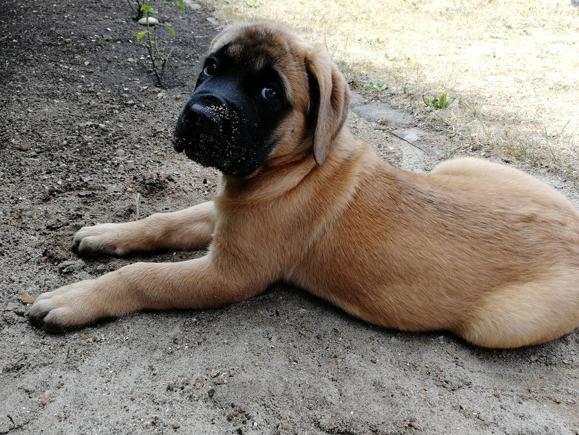 Mastiff Hugedogges Kornelia aka Sif billede 22