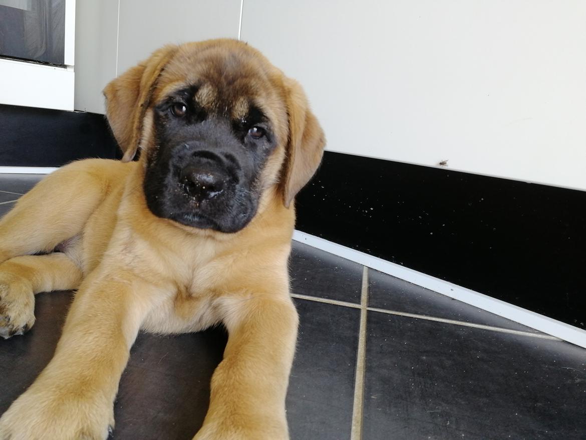 Mastiff Hugedogges Kornelia aka Sif billede 24