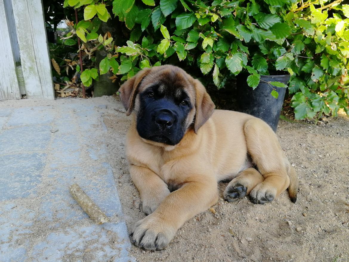 Mastiff Hugedogges Kornelia aka Sif billede 28