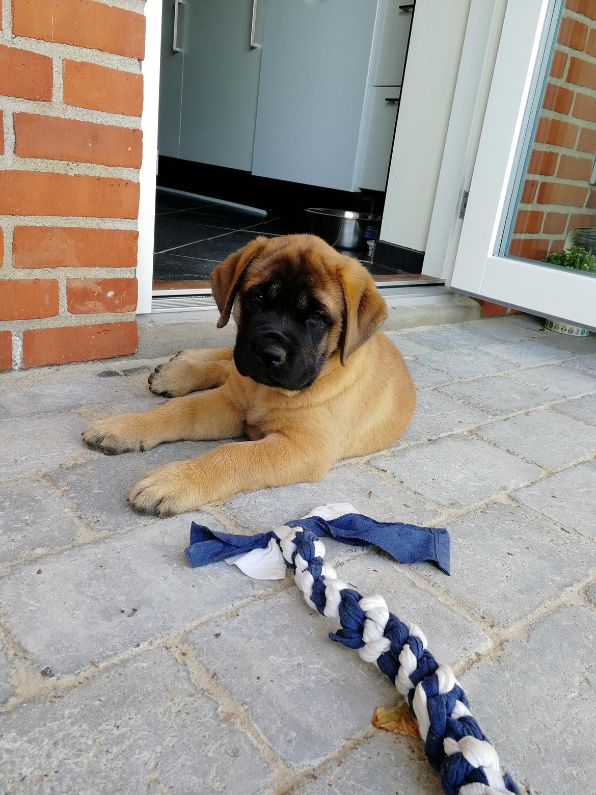 Mastiff Hugedogges Kornelia aka Sif billede 31