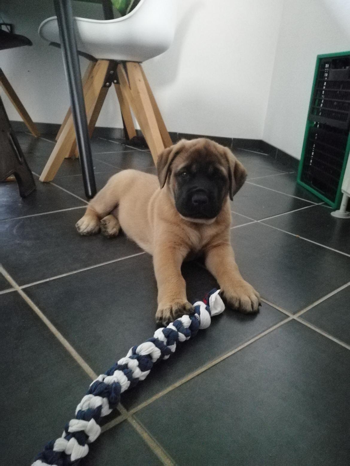 Mastiff Hugedogges Kornelia aka Sif billede 32