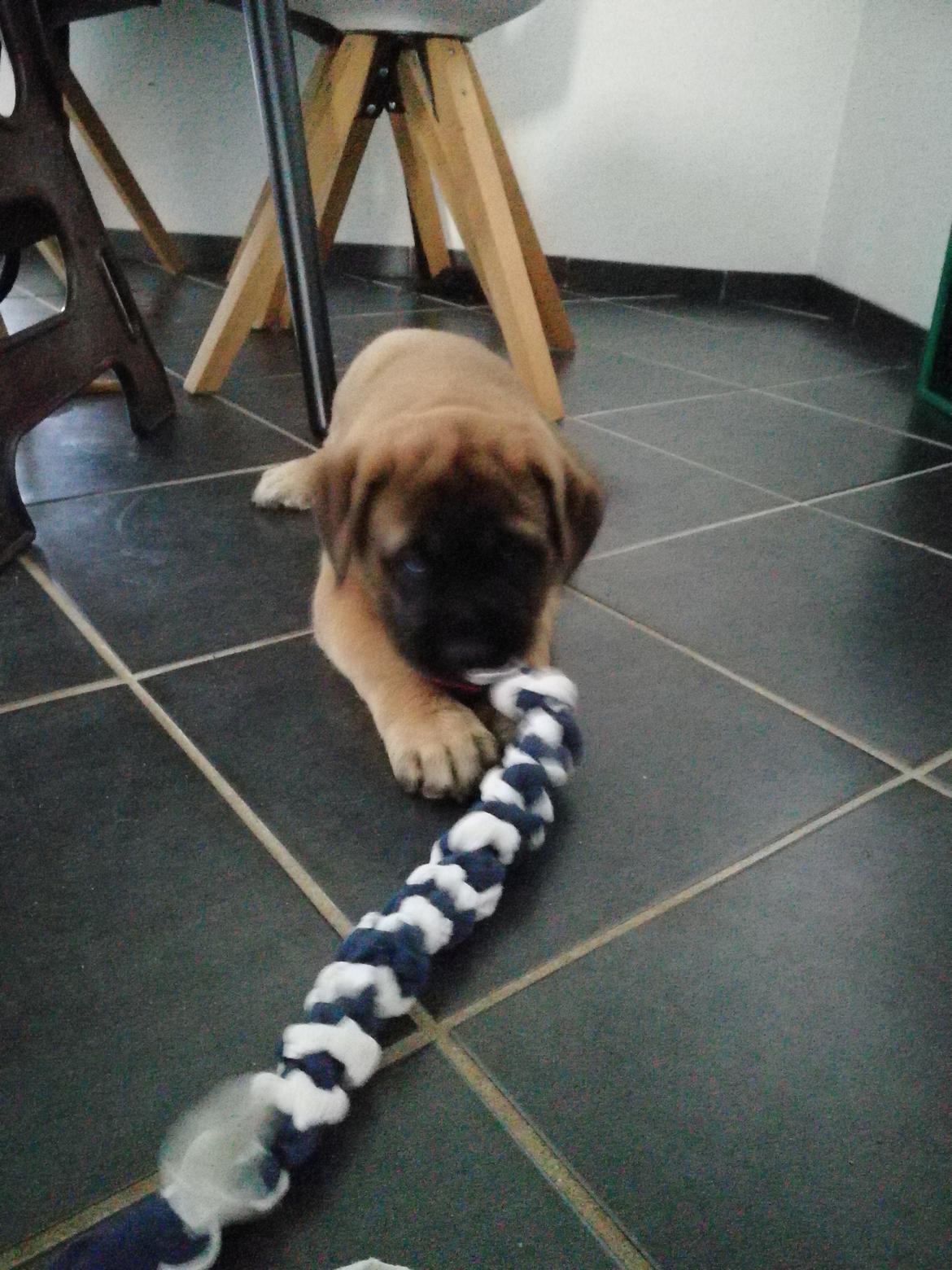 Mastiff Hugedogges Kornelia aka Sif billede 33