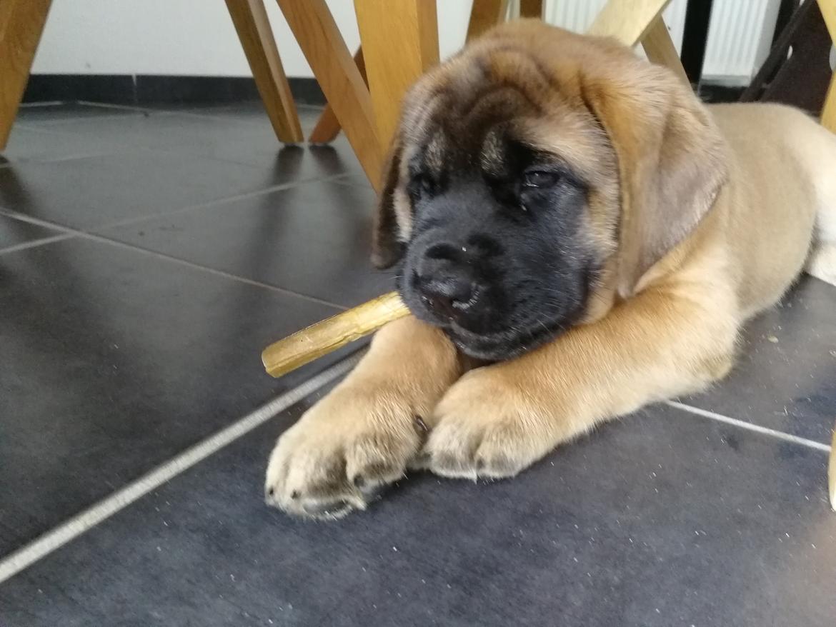 Mastiff Hugedogges Kornelia aka Sif billede 36