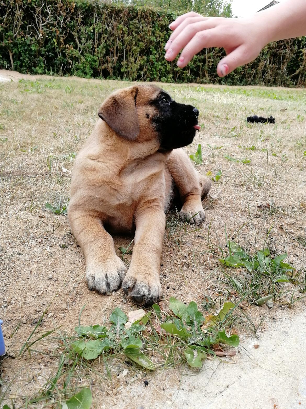 Mastiff Hugedogges Kornelia aka Sif billede 37