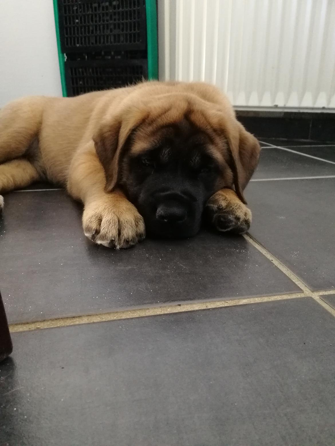 Mastiff Hugedogges Kornelia aka Sif billede 35