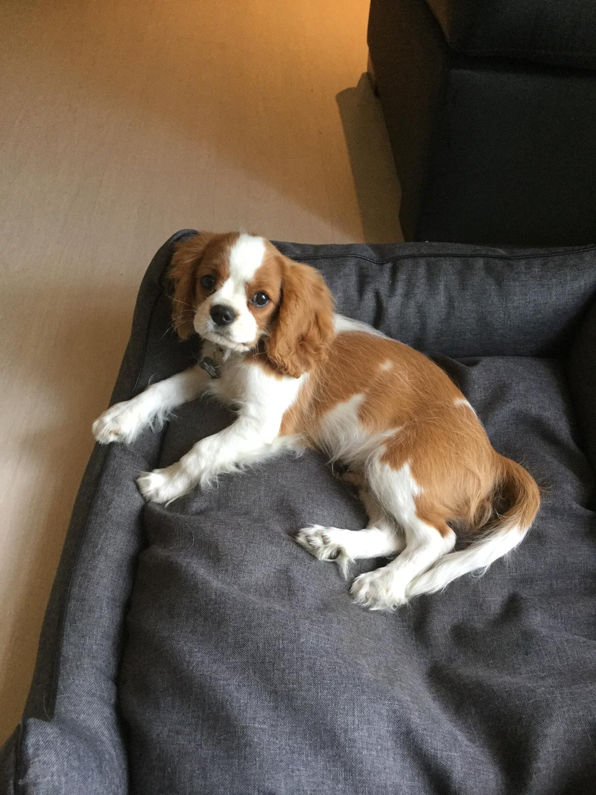 Cavalier king charles spaniel Arthur billede 18