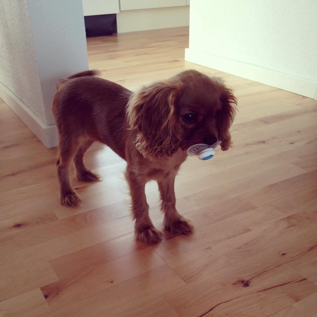 Cavalier king charles spaniel Pupik billede 6