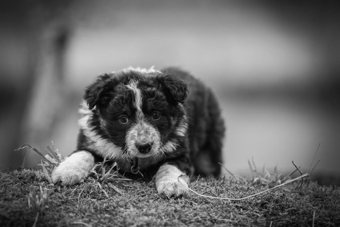 Border collie Spotting Meep Meep Martha  billede 1