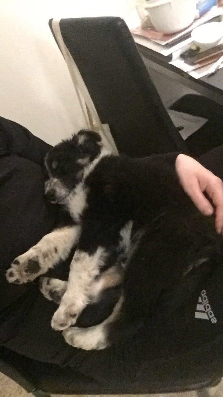 Border collie Spotting Meep Meep Martha  billede 2