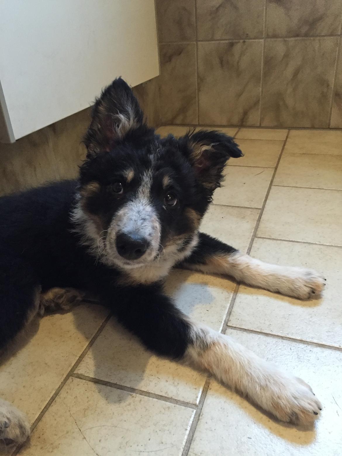 Border collie Spotting Meep Meep Martha  billede 5